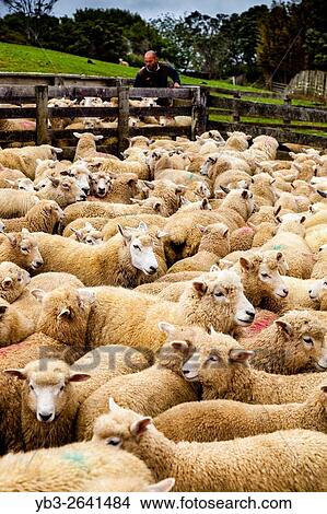 Sheep In A Pen Waiting To Be Counted and Weighed, Sheep Farm, Pukekohe, North Island, New Zealand. View Large Photo Image Picture - Sheep In A Pen Waiting To Be Counted and Weighed, Sheep Farm, Pukekohe, North Island, New Zealand.. Fotosearch