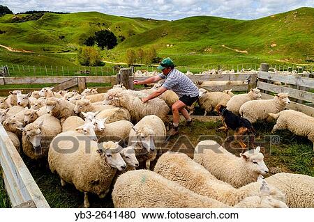 Sheep In A Pen Waiting To Be Counted and Weighed, Sheep Farm, Pukekohe, North Island, New Zealand. View Large Photo Image Stock Image - Sheep In A Pen Waiting To Be Counted and Weighed, Sheep Farm, Pukekohe, North Island, New Zealand.. Fotosearch
