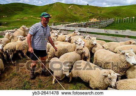 Sheep In A Pen Waiting To Be Counted and Weighed, Sheep Farm, Pukekohe, North Island, New Zealand. View Large Photo Image Stock Photo - Sheep In A Pen Waiting To Be Counted and Weighed, Sheep Farm, Pukekohe, North Island, New Zealand.. Fotosearch