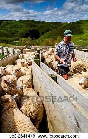 Sheep In A Pen Waiting To Be Counted and Weighed, Sheep Farm, Pukekohe, North Island, New Zealand. View Large Photo Image Stock Photo - Sheep In A Pen Waiting To Be Counted and Weighed, Sheep Farm, Pukekohe, North Island, New Zealand.. Fotosearch