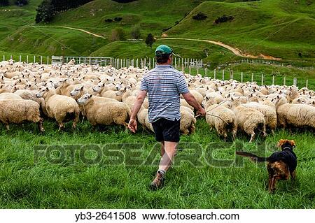 Sheep In A Pen Waiting To Be Marked and Weighed, Sheep Farm, Pukekohe, North Island, New Zealand. View Large Photo Image Stock Photo - Sheep In A Pen Waiting To Be Marked and Weighed, Sheep Farm, Pukekohe, North Island, New Zealand.. Fotosearch
