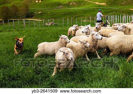 Sheep In A Pen Waiting To Be Marked and Weighed, Sheep Farm, Pukekohe, North Island, New Zealand. View Large Photo Image Stock Photo - Sheep In A Pen Waiting To Be Marked and Weighed, Sheep Farm, Pukekohe, North Island, New Zealand.. Fotosearch