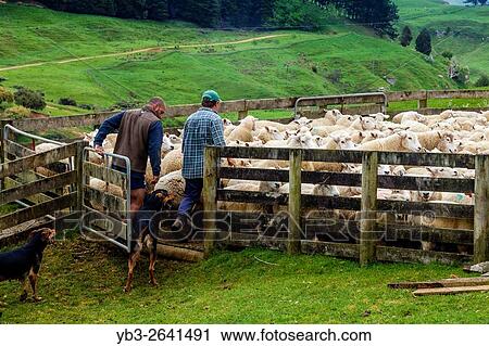 Sheep In A Pen Waiting To Be Sheared, Sheep Farm, Pukekohe, New Zealand. View Large Photo Image Stock Image - Sheep In A Pen Waiting To Be Sheared, Sheep Farm, Pukekohe, New Zealand.. Fotosearch