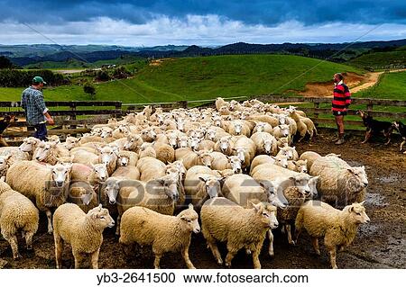 Sheep In A Sheep Pen Waiting To Be Sheared, Sheep Farm, Pukekohe, New Zealand. View Large Photo Image Stock Image - Sheep In A Sheep Pen Waiting To Be Sheared, Sheep Farm, Pukekohe, New Zealand.. Fotosearch