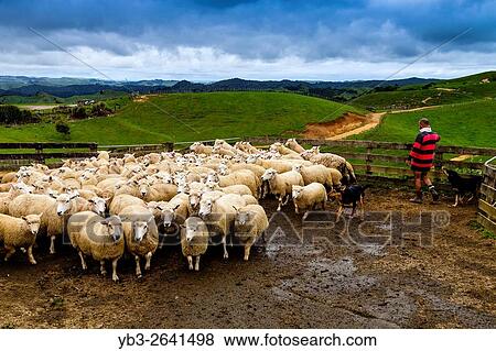 Sheep In A Sheep Pen Waiting To Be Sheared, Sheep Farm, Pukekohe, New Zealand. View Large Photo Image Stock Photo - Sheep In A Sheep Pen Waiting To Be Sheared, Sheep Farm, Pukekohe, New Zealand.. Fotosearch