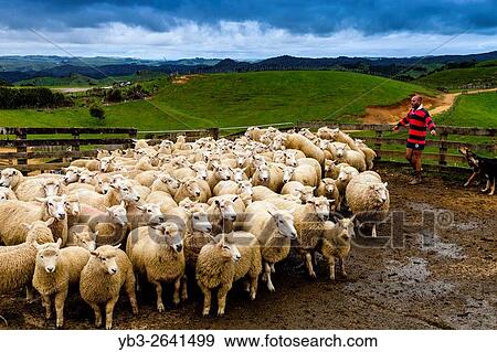 Sheep In A Sheep Pen Waiting To Be Sheared, Sheep Farm, Pukekohe, New Zealand. View Large Photo Image Stock Photo - Sheep In A Sheep Pen Waiting To Be Sheared, Sheep Farm, Pukekohe, New Zealand.. Fotosearch