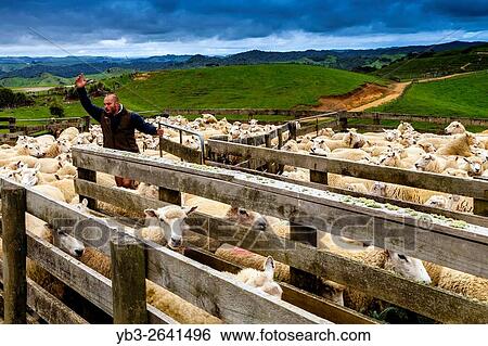 Sheep In A Sheep Pen Waiting To Be Sheared, Sheep Farm, Pukekohe, New Zealand. View Large Photo Image Stock Photograph - Sheep In A Sheep Pen Waiting To Be Sheared, Sheep Farm, Pukekohe, New Zealand.. Fotosearch