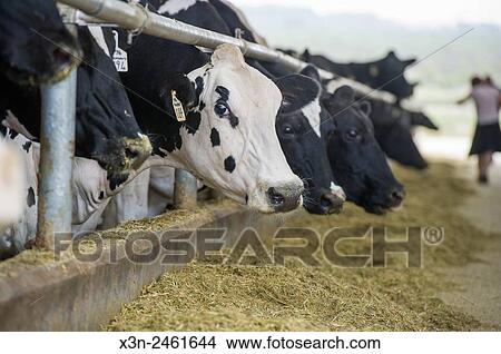SOUTH AFRICA- Cows on dairy farm. View Large Photo Image Picture - SOUTH AFRICA- Cows on dairy farm.. Fotosearch