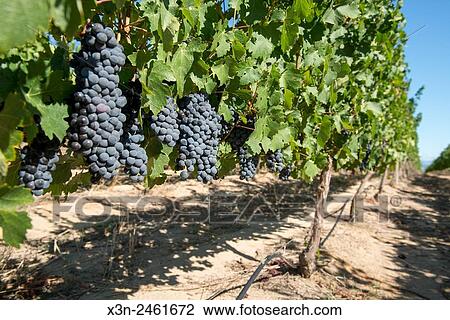 SOUTH AFRICA- Detail of grapes growing in vineyard. View Large Photo Image Stock Image - SOUTH AFRICA- Detail of grapes growing in vineyard.. Fotosearch
