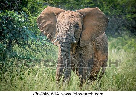 South Africa - Elephant (elephantidae) feeding at Dinokeng Game Reserve. View Large Photo Image Picture - South Africa - Elephant (elephantidae) feeding at Dinokeng Game Reserve.. Fotosearch