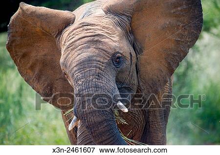 Stock Photo - South Africa - Elephant (elephantidae) feeding at Dinokeng Game Reserve.. Fotosearch