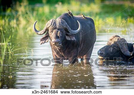 SOUTH AFRICA- Kruger National Park. View Large Photo Image Picture - SOUTH AFRICA- Kruger National Park.. Fotosearch