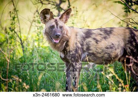 SOUTH AFRICA- Kruger National Park. View Large Photo Image Stock Image - SOUTH AFRICA- Kruger National Park.. Fotosearch