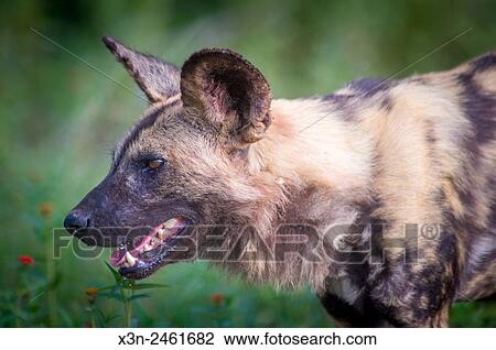 SOUTH AFRICA- Kruger National Park. View Large Photo Image Stock Image - SOUTH AFRICA- Kruger National Park.. Fotosearch