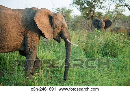Stock Image - SOUTH AFRICA- Kruger National Park.. Fotosearch