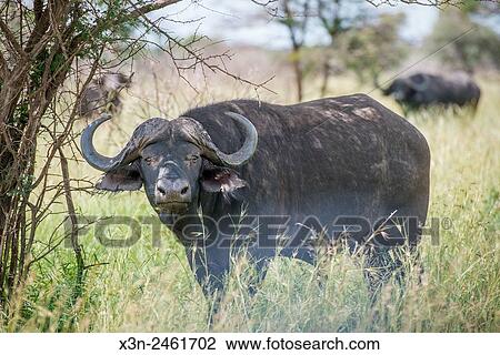 SOUTH AFRICA- Kruger National Park. View Large Photo Image Stock Image - SOUTH AFRICA- Kruger National Park.. Fotosearch