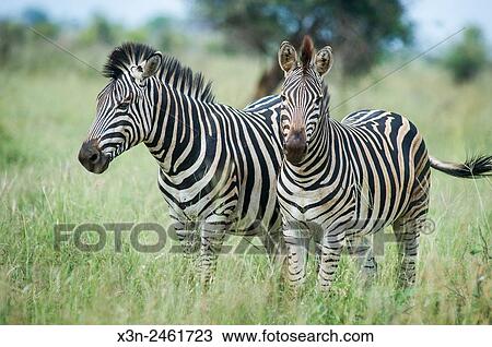 SOUTH AFRICA- Kruger National Park. View Large Photo Image Stock Image - SOUTH AFRICA- Kruger National Park.. Fotosearch
