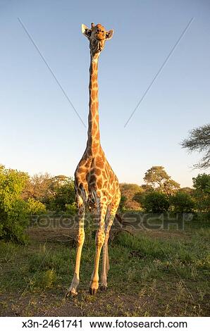 SOUTH AFRICA- Kruger National Park. View Large Photo Image Stock Image - SOUTH AFRICA- Kruger National Park.. Fotosearch