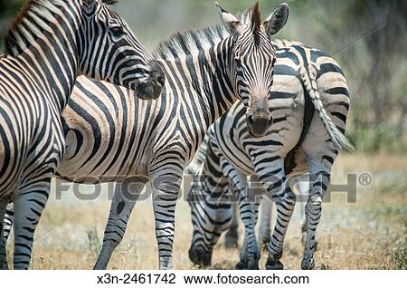 Stock Image - SOUTH AFRICA- Kruger National Park.. Fotosearch