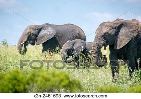 SOUTH AFRICA- Kruger National Park. View Large Photo Image Stock Photo - SOUTH AFRICA- Kruger National Park.. Fotosearch
