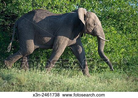 SOUTH AFRICA- Kruger National Park. View Large Photo Image Stock Photo - SOUTH AFRICA- Kruger National Park.. Fotosearch