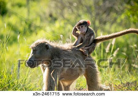 SOUTH AFRICA- Kruger National Park. View Large Photo Image Stock Photography - SOUTH AFRICA- Kruger National Park.. Fotosearch