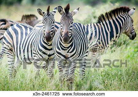 Stock Photography - SOUTH AFRICA- Kruger National Park.. Fotosearch