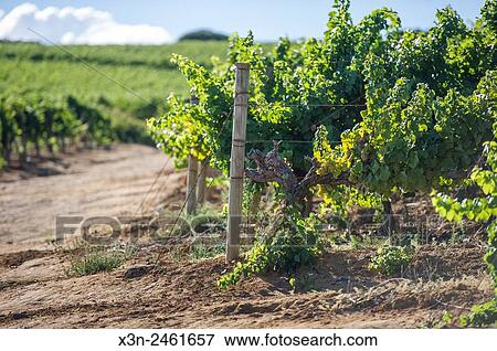 SOUTH AFRICA- Rows of vineyard. View Large Photo Image Stock Photo - SOUTH AFRICA- Rows of vineyard.. Fotosearch