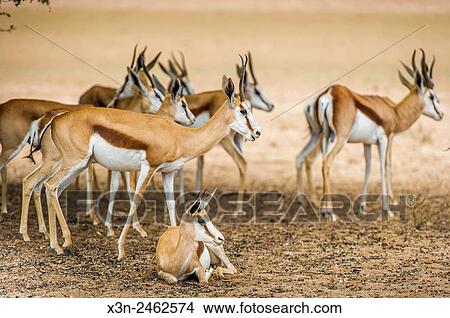 South Africa - Springbok roaming in Khalagadi Transfrontier Park. View Large Photo Image Picture - South Africa - Springbok roaming in Khalagadi Transfrontier Park.. Fotosearch