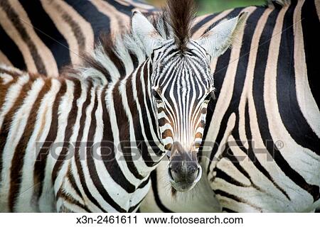 SOUTH AFRICA- Zebra (Equus quagga) roaming in the Dinokeng Game Reserve. View Large Photo Image Stock Image - SOUTH AFRICA- Zebra (Equus quagga) roaming in the Dinokeng Game Reserve.. Fotosearch