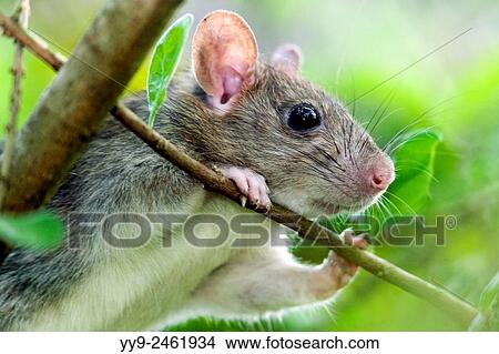 Southern Plains Woodrat (Neotoma micropus) - Camp Lula Sams, Brownsville, Texas, USA. View Large Photo Image Picture - Southern Plains Woodrat (Neotoma micropus) - Camp Lula Sams, Brownsville, Texas, USA.. Fotosearch