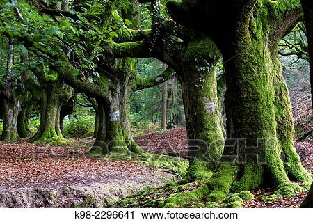 Spain, Basque Country, Euzkadi, Alava, Vizcaya, Gorbea Natural Park, Hayedo de Otzarreta, Beech trees (Fagus sylvatica) View Large Photo Image Stock Image - Spain, Basque Country, Euzkadi, Alava, Vizcaya, Gorbea Natural Park, Hayedo de Otzarreta, Beech trees (Fagus sylvatica). Fotosearch