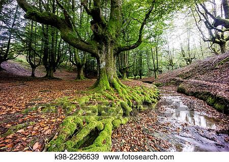 Spain, Basque Country, Euzkadi, Alava, Vizcaya, Gorbea Natural Park, Hayedo de Otzarreta, Beech trees (Fagus sylvatica) View Large Photo Image Stock Photo - Spain, Basque Country, Euzkadi, Alava, Vizcaya, Gorbea Natural Park, Hayedo de Otzarreta, Beech trees (Fagus sylvatica). Fotosearch
