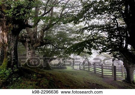 Spain, Basque Country, Euzkadi, Alava, Vizcaya, Gorbea Natural Park, Beech trees (Fagus sylvatica) View Large Photo Image Stock Photograph - Spain, Basque Country, Euzkadi, Alava, Vizcaya, Gorbea Natural Park, Beech trees (Fagus sylvatica). Fotosearch