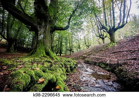 Spain, Basque Country, Euzkadi, Alava, Vizcaya, Gorbea Natural Park, Hayedo de Otzarreta, Beech trees (Fagus sylvatica) View Large Photo Image Stock Photography - Spain, Basque Country, Euzkadi, Alava, Vizcaya, Gorbea Natural Park, Hayedo de Otzarreta, Beech trees (Fagus sylvatica). Fotosearch