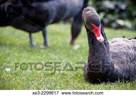 Stock Photo - Spain, Madrid, El Retiro Park, Black swan lying on grass. Fotosearch