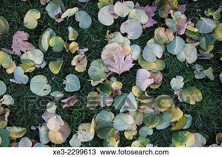 Stock Image - Spain, Madrid, El Retiro Park, Leaves lying on grass. Fotosearch