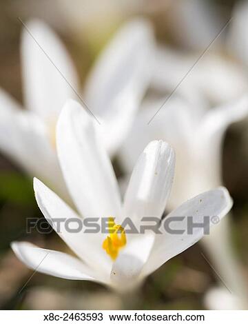 Stock Image - Spring Crocus (Crocus vernus) in full bloom in the Eastern Alps of central Europe. Europe, central europe, Germany, Bavaria, April.. Fotosearch