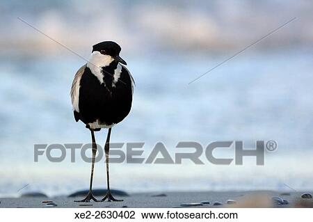 Spur-winged Lapwing or Spur-winged Plover Vanellus spinosus, Crete View Large Photo Image Stock Image - Spur-winged Lapwing or Spur-winged Plover Vanellus spinosus, Crete. Fotosearch