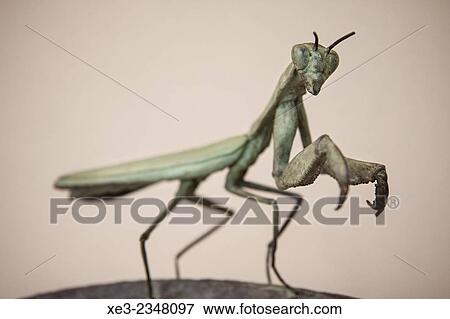 Stock Photo - Studio shot of Praying Mantis (Mantis religiosa). Fotosearch