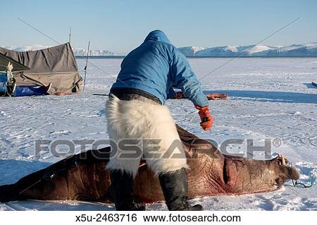 Subsistence inuit hunter preparing to butcher a juvenile Atlantic walrus on the sea ice in spring. The meat will be eaten by both people and their dog teams. View Large Photo Image Stock Photograph - Subsistence inuit hunter preparing to butcher a juvenile Atlantic walrus on the sea ice in spring. The meat will be eaten by both people and their dog teams.. Fotosearch