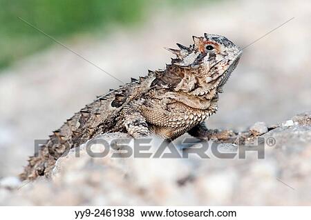 Texas Horned Lizard (Phrynosoma cornutum) - Camp Lula Sams - Brownsville, Texas USA. View Large Photo Image Stock Photo - Texas Horned Lizard (Phrynosoma cornutum) - Camp Lula Sams - Brownsville, Texas USA.. Fotosearch