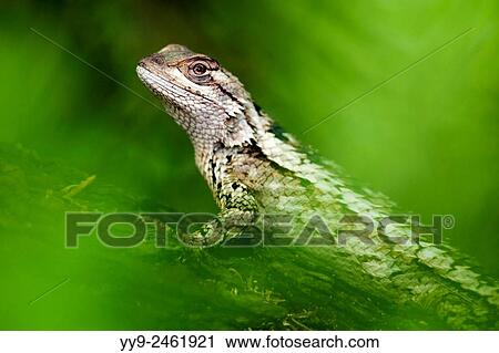 Stock Image - Texas Spiny Lizard (Sceloporus olivaceus) - Camp Lula Sams - Brownsville, Texas USA.. Fotosearch