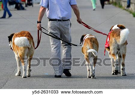 Three St Bernard dogs on a walk, Geneva, Switzerland View Large Photo Image Stock Image - Three St Bernard dogs on a walk, Geneva, Switzerland. Fotosearch