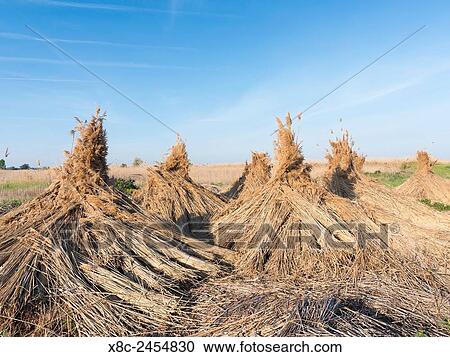 Traditional reed stack in the hungarian Puszta in the Hortobagy NP, which is also listed as UNESCO world heritage. Europe, Eastern Europe, Hungary, April. View Large Photo Image Stock Image - Traditional reed stack in the hungarian Puszta in the Hortobagy NP, which is also listed as UNESCO world heritage. Europe, Eastern Europe, Hungary, April.. Fotosearch