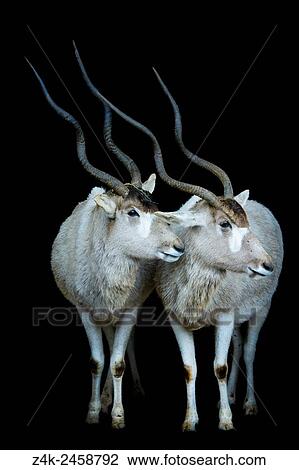 Stock Image - Two Addax (Addax nasomaculatus) standing in the dark in the stable entrance, Cabarceno Natural Park, Cantabria, Spain.. Fotosearch
