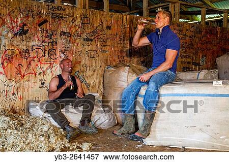 Two Sheep Farmers Relax In The Wool Shed After A Morning Spent Shearing Sheep, Sheep Farm, Pukekohe, North Island, New Zealand. View Large Photo Image Stock Photo - Two Sheep Farmers Relax In The Wool Shed After A Morning Spent Shearing Sheep, Sheep Farm, Pukekohe, North Island, New Zealand.. Fotosearch