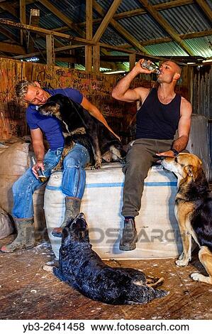 Two Sheep Farmers Relax In The Wool Shed After A Morning Spent Shearing Sheep, Sheep Farm, Pukekohe, North Island, New Zealand. View Large Photo Image Stock Photo - Two Sheep Farmers Relax In The Wool Shed After A Morning Spent Shearing Sheep, Sheep Farm, Pukekohe, North Island, New Zealand.. Fotosearch