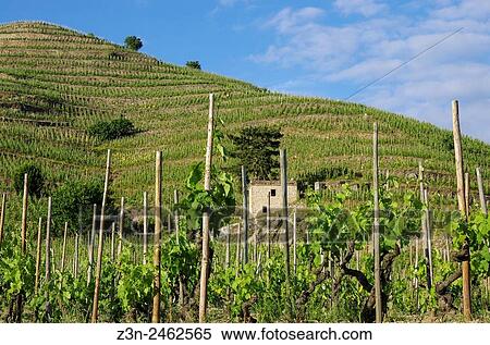 Stock Photography - Vineyard, French wine, wine industry Tain lhermitage, Drome, Rhone ALpes, Rhone Valley, France, Europe.. Fotosearch