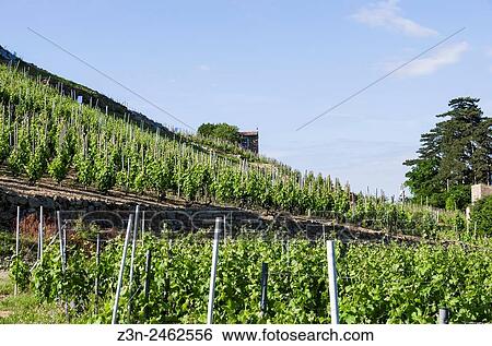 Stock Photograph - Vineyard, vine industry, Cornas, Ardeche, Rhone ALpes, Rhone Valley, France, Europe.. Fotosearch